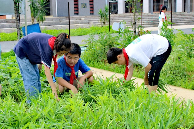 鐘山鎮(zhèn)第七小學(xué)的少先隊(duì)員代表們正在黨員教師的帶領(lǐng)下采摘成熟的蔬菜。 (2).jpg
