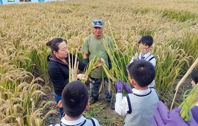秋收時節(jié)，學(xué)生在老師指導(dǎo)下將水稻打捆   攝影  高望.jpg