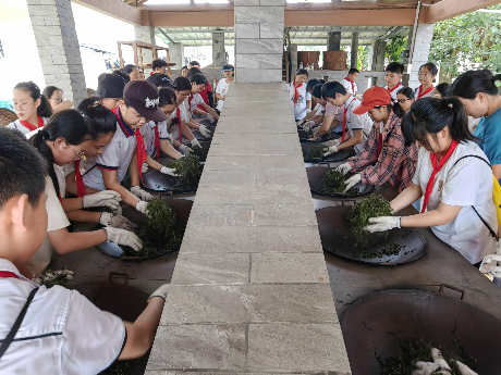 梧州市蒼海小學(xué)的同學(xué)們體驗(yàn)炒茶、制茶。.png