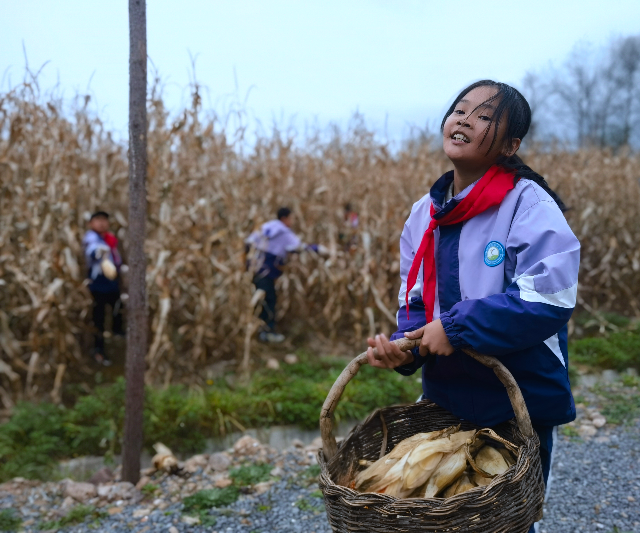學(xué)生分工明確，將玉米運(yùn)到空地處.jpg
