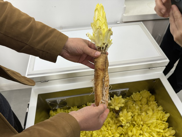 寧波衛(wèi)生職業(yè)技術學院“水手食艙”項目收獲的新鮮金玉蘭菜 學校供圖.png