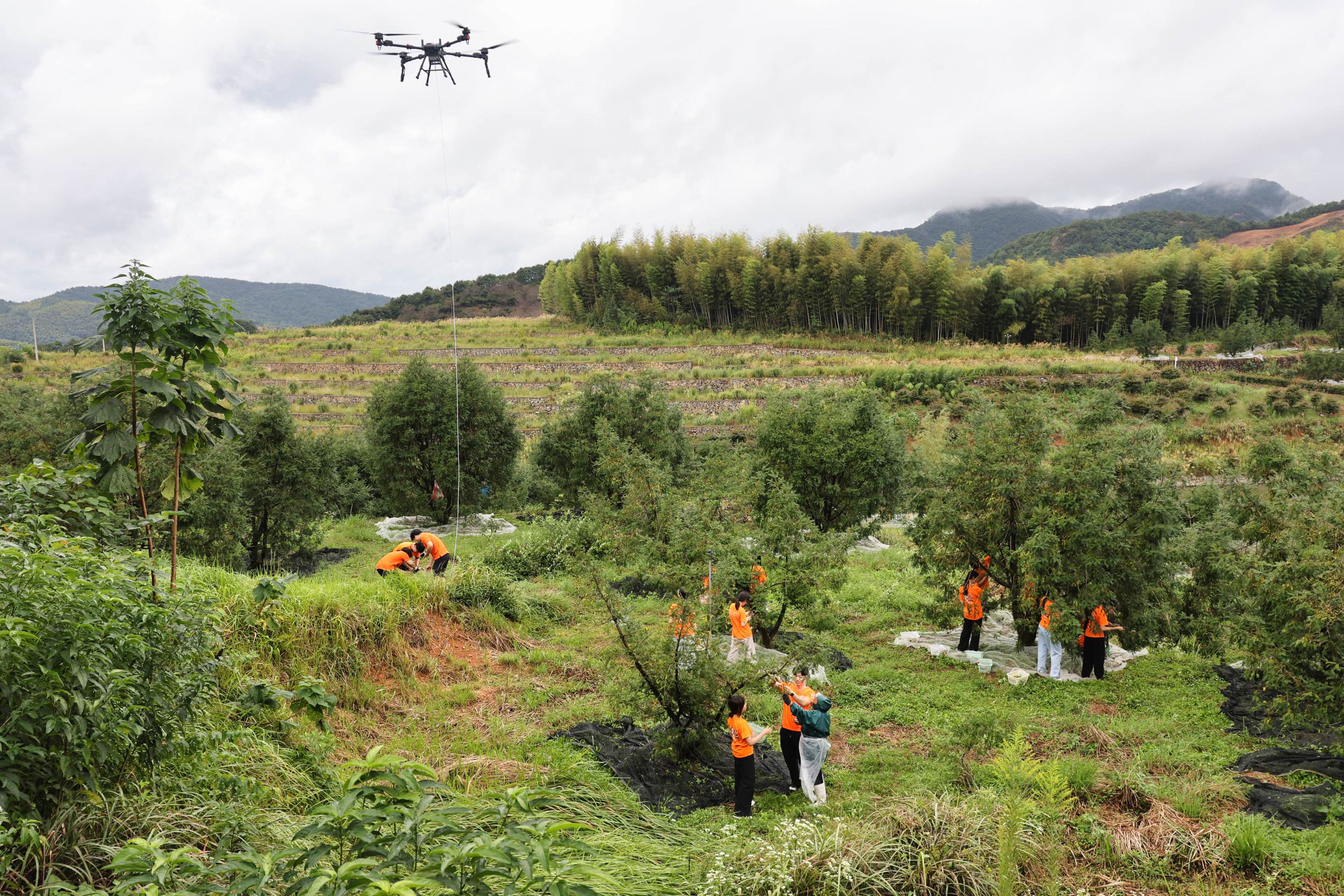 寧波城市職業(yè)技術(shù)學(xué)院學(xué)生用無(wú)人機(jī)運(yùn)輸香榧 學(xué)校供圖.jpg 寧波城市職業(yè)技術(shù)學(xué)院學(xué)生用無(wú)人機(jī)運(yùn)輸香榧 學(xué)校供圖.jpg
