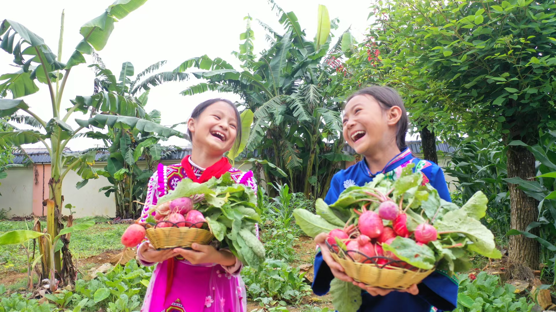 馬關(guān)縣小壩子鎮(zhèn)金竹棚小學(xué)學(xué)生收獲紅蘿卜。楊志軍  攝   1.jpg