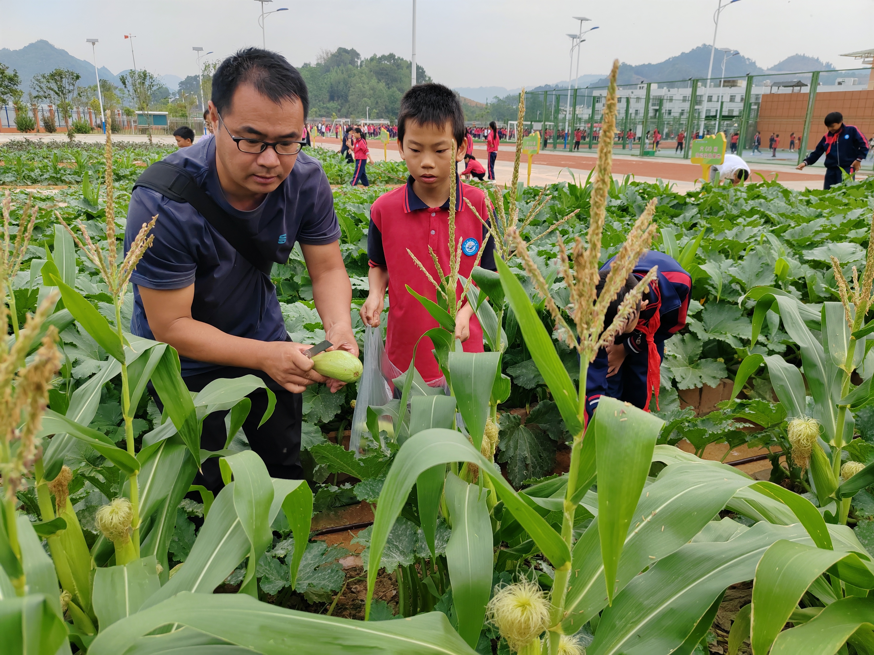 馬關(guān)縣第四小學(xué)師生在基地摘南瓜。陸涼江  攝   4.jpg