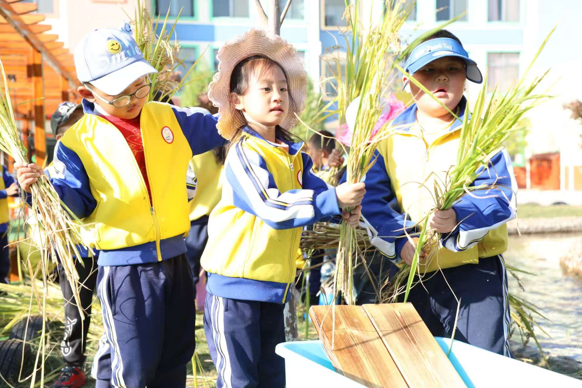 在沾益區(qū)第二幼兒園里孩子們收稻體驗(yàn)  張樸仙拍攝.jpg
